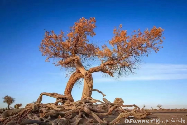 半导体遇砍单是阶段性变化 中长期依然向好
