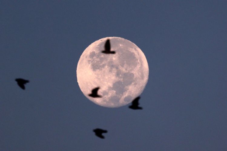 太空竞赛新战场在月球 哪国先抢下高挂天空的甜美月饼？