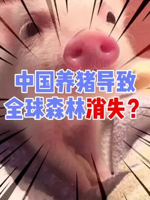中国养猪使碳排高导致森林消失？？这个锅中国猪猪可不背AI