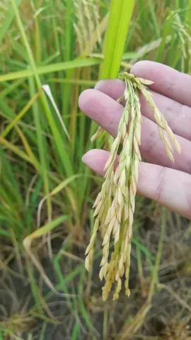 80后农村出生的我们对水稻有一种特殊的感情…看着抖音信息发呆了好久…