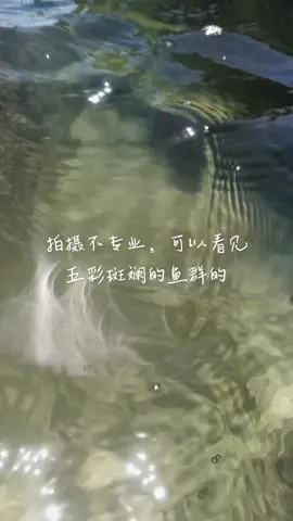 水下拍摄 清澈见底海洋生物
