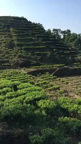 阳光明媚