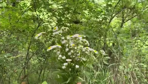 小野花