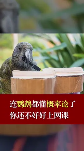 鹦鹉 智商 鹦鹉都懂概率论了，你还不好好上网课吗