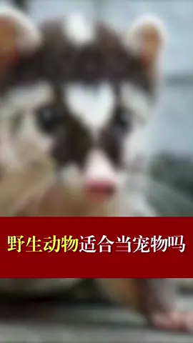 动物 宠物 野生动物适合当宠物吗