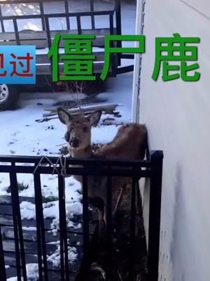 美国肆虐的僵尸鹿仿佛生化危机，是什么让它们变成行尸走肉？