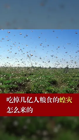 蝗虫 灾害 吃掉几亿人粮食的蝗灾怎么来的